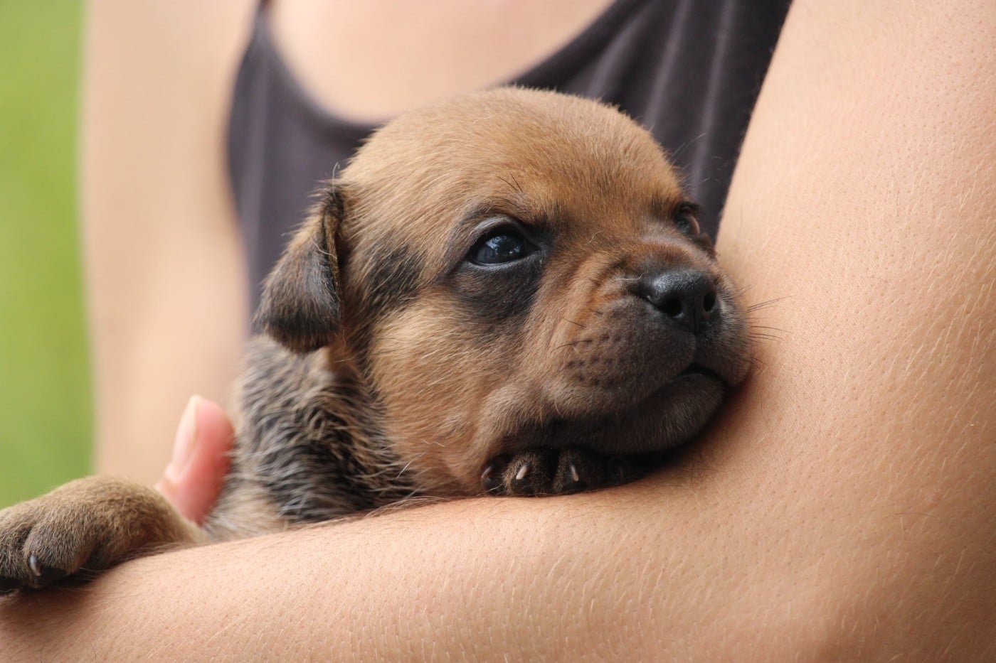 Staffordshire Bull Terrier - Du Domaine Des Audacieux