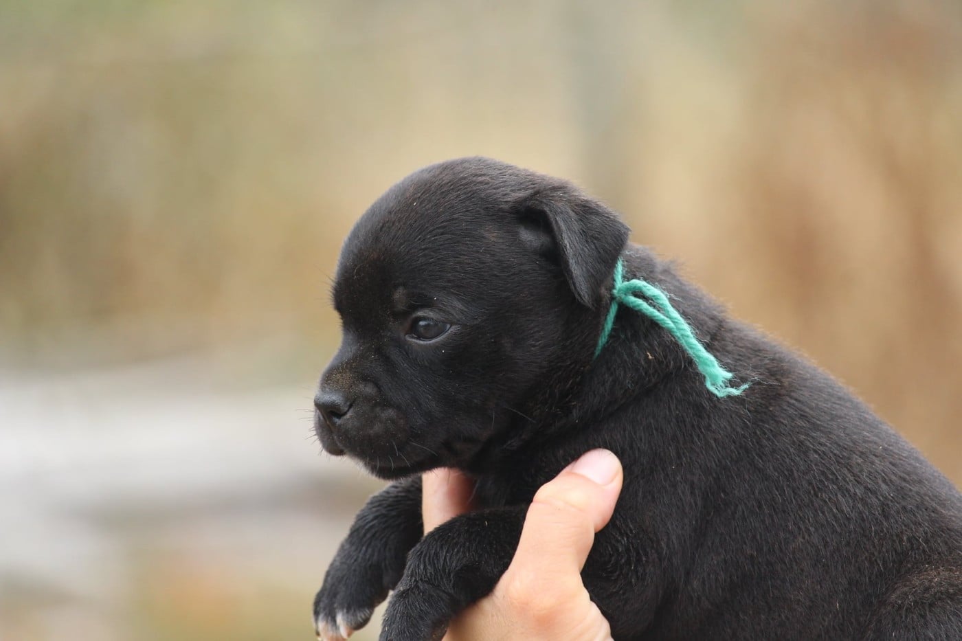Staffordshire Bull Terrier - Du Domaine Des Audacieux