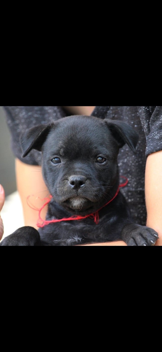 Staffordshire Bull Terrier - Du Domaine Des Audacieux