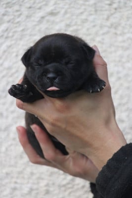 Les chiots de Staffordshire Bull Terrier