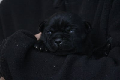 Les chiots de Staffordshire Bull Terrier