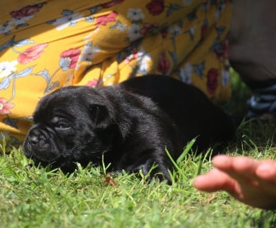 Les chiots de Staffordshire Bull Terrier