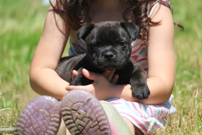 Les chiots de Staffordshire Bull Terrier