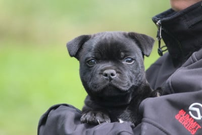 Les chiots de Staffordshire Bull Terrier