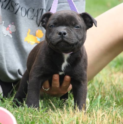 Les chiots de Staffordshire Bull Terrier