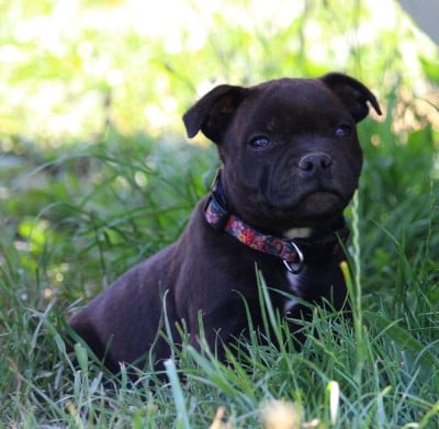 Les chiots de Staffordshire Bull Terrier