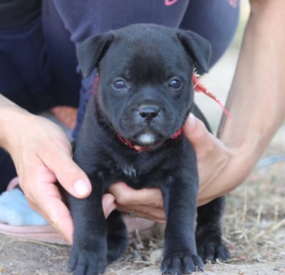 Les chiots de Staffordshire Bull Terrier
