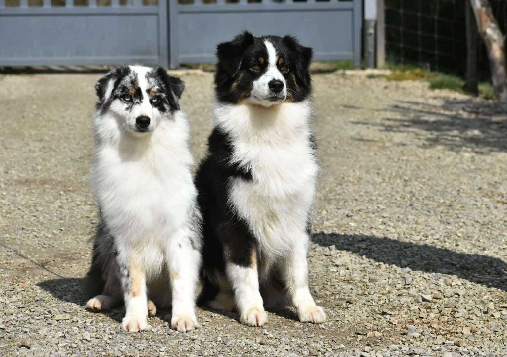 Roar like zira of lion's creek