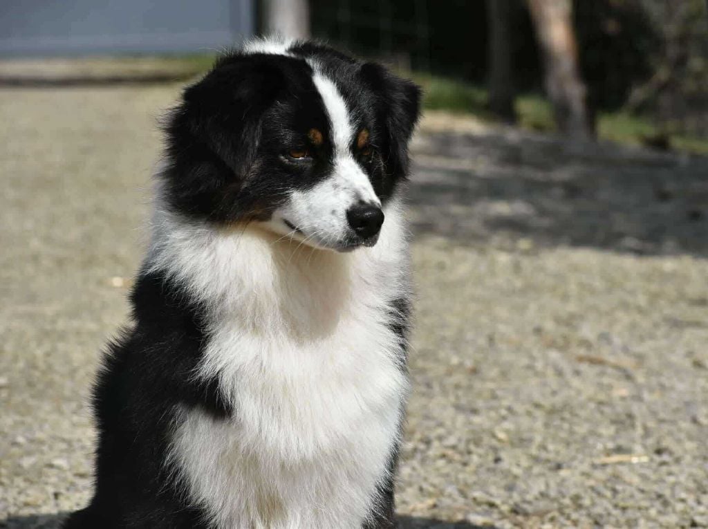 Roar like zira of lion's creek