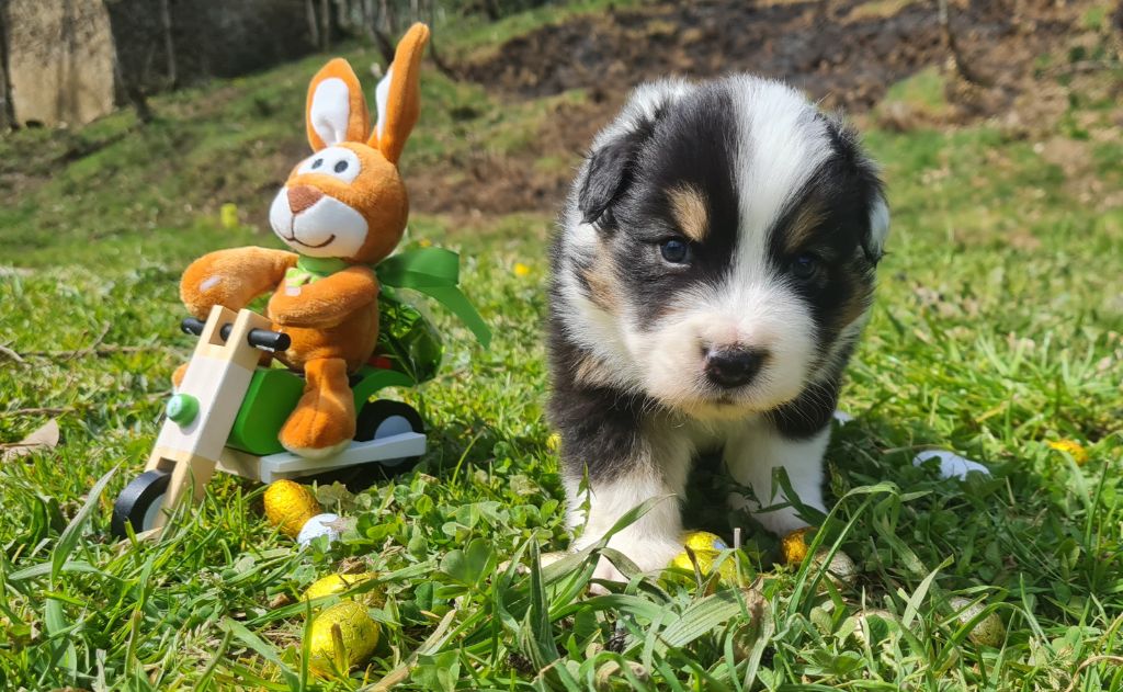 Elettromagnete Solenoide Heschen - 24V DC, 25 Kg | Diametro 40 Mm, Altezza 20 Mm | Per Applicazioni Industriali - Foto 5