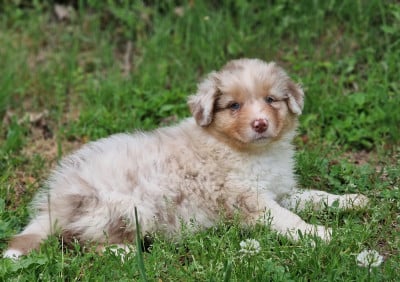 Les chiots de Berger Australien