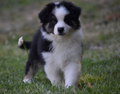 Les chiots de Berger Australien