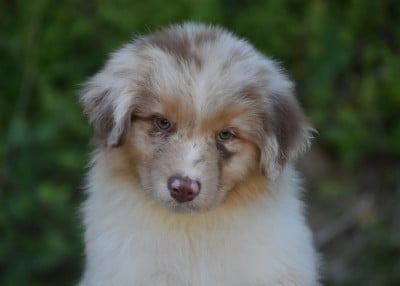 Les chiots de Berger Australien