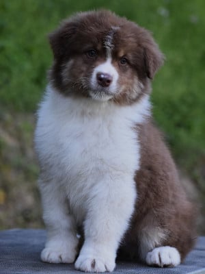 Les chiots de Berger Australien