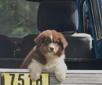 Les chiots de Berger Australien