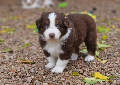 Les chiots de Berger Australien