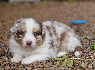 Les chiots de Berger Australien