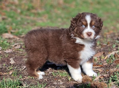 Les chiots de Berger Australien