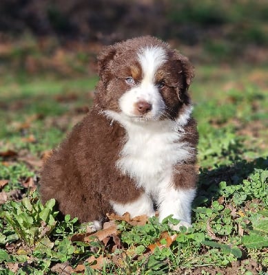 Les chiots de Berger Australien