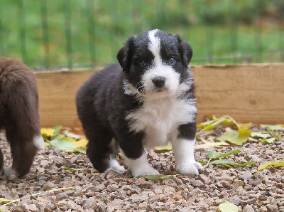 Les chiots de Berger Australien