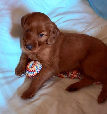 Les chiots de Setter irlandais rouge