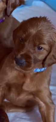 Les chiots de Setter irlandais rouge