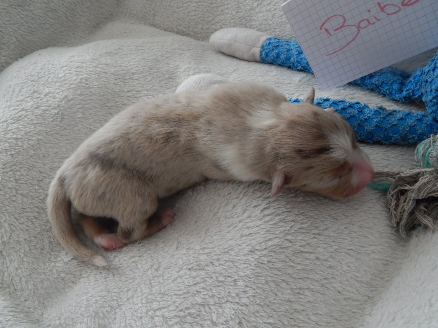 Berger Australien - Des Berges Du Brevon