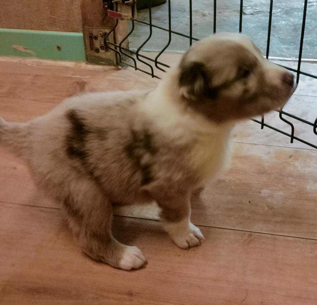 BAO