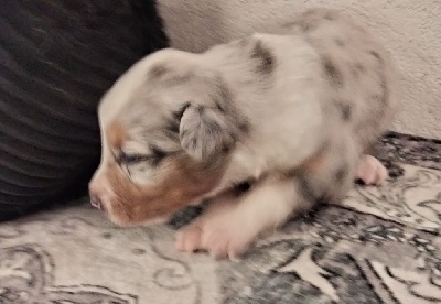 Les chiots de Berger Australien