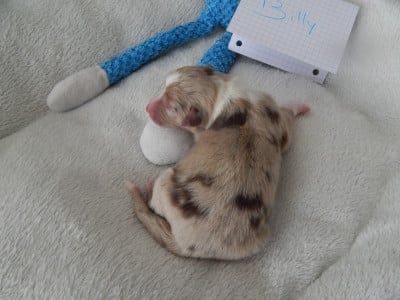 Les chiots de Berger Australien