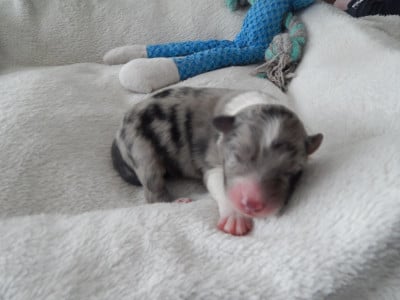 Les chiots de Berger Australien