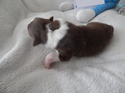 Les chiots de Berger Australien