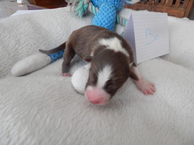 Les chiots de Berger Australien