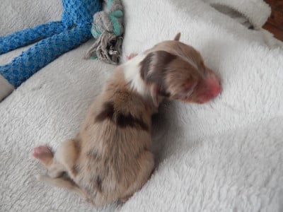 Les chiots de Berger Australien