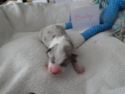 Les chiots de Berger Australien