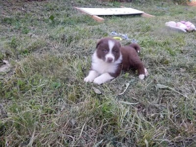 Les chiots de Berger Australien
