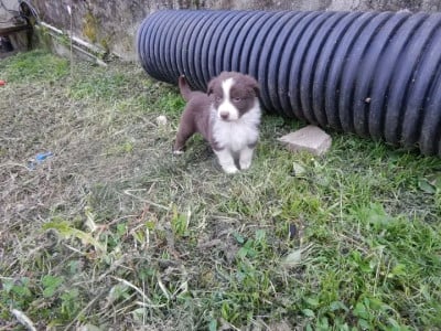 Les chiots de Berger Australien