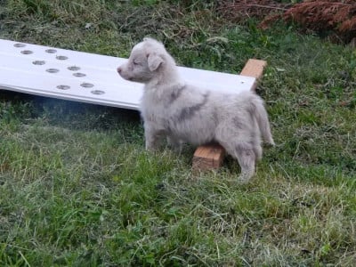 Les chiots de Berger Australien