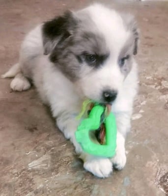 Les chiots de Berger Australien