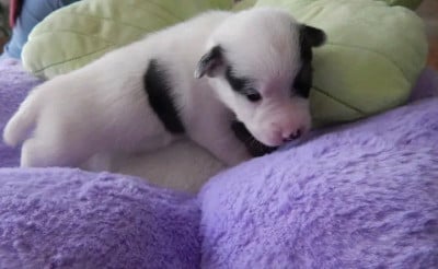 Les chiots de Jack Russell Terrier