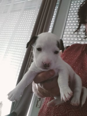 Bess - Jack Russell Terrier
