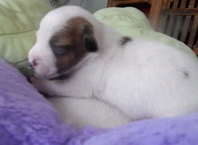 Les chiots de Jack Russell Terrier