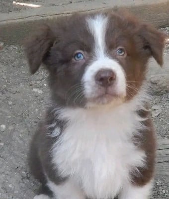 Les chiots de Berger Australien