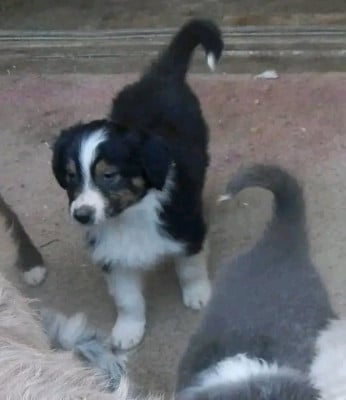 Les chiots de Berger Australien
