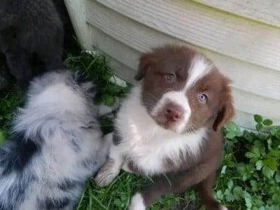 Les chiots de Berger Australien
