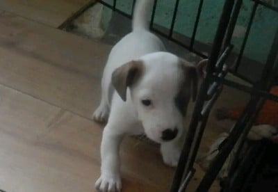 Les chiots de Jack Russell Terrier