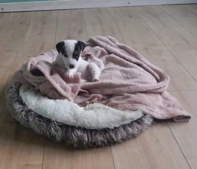 Les chiots de Jack Russell Terrier