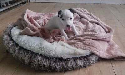 Les chiots de Jack Russell Terrier