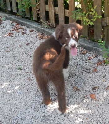 Les chiots de Berger Australien