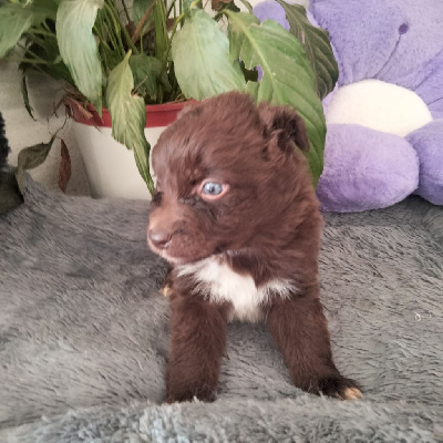 Les chiots de Berger Australien